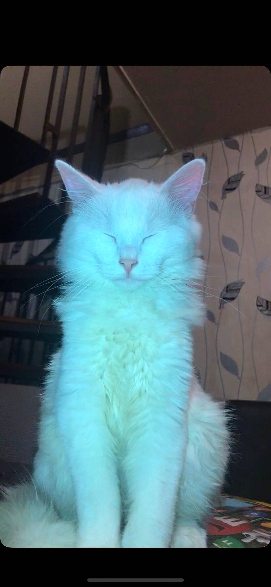 Hulko a rejoint le concours — aidez-le/la à gagner de superbes lots ! british_semi_longhair, carnivore, cat, cymric, domestic_long_haired_cat, felidae, fur, khao_manee, kitten, mammal, norwegian_forest_cat, ojos_azules, persian, ragdoll, small_to_medium_sized_cats, tail, turkish_angora, turkish_van, vertebrate, whiskers