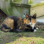 Luna is registered to the contest to win money with this photo: cat, calico_cat, animal, outdoor, grass, wood, sunlight, nature, pet, feline, resting, greenery, closeup, whiskers, ears, eyes, fur, mammal, daylight, relaxing