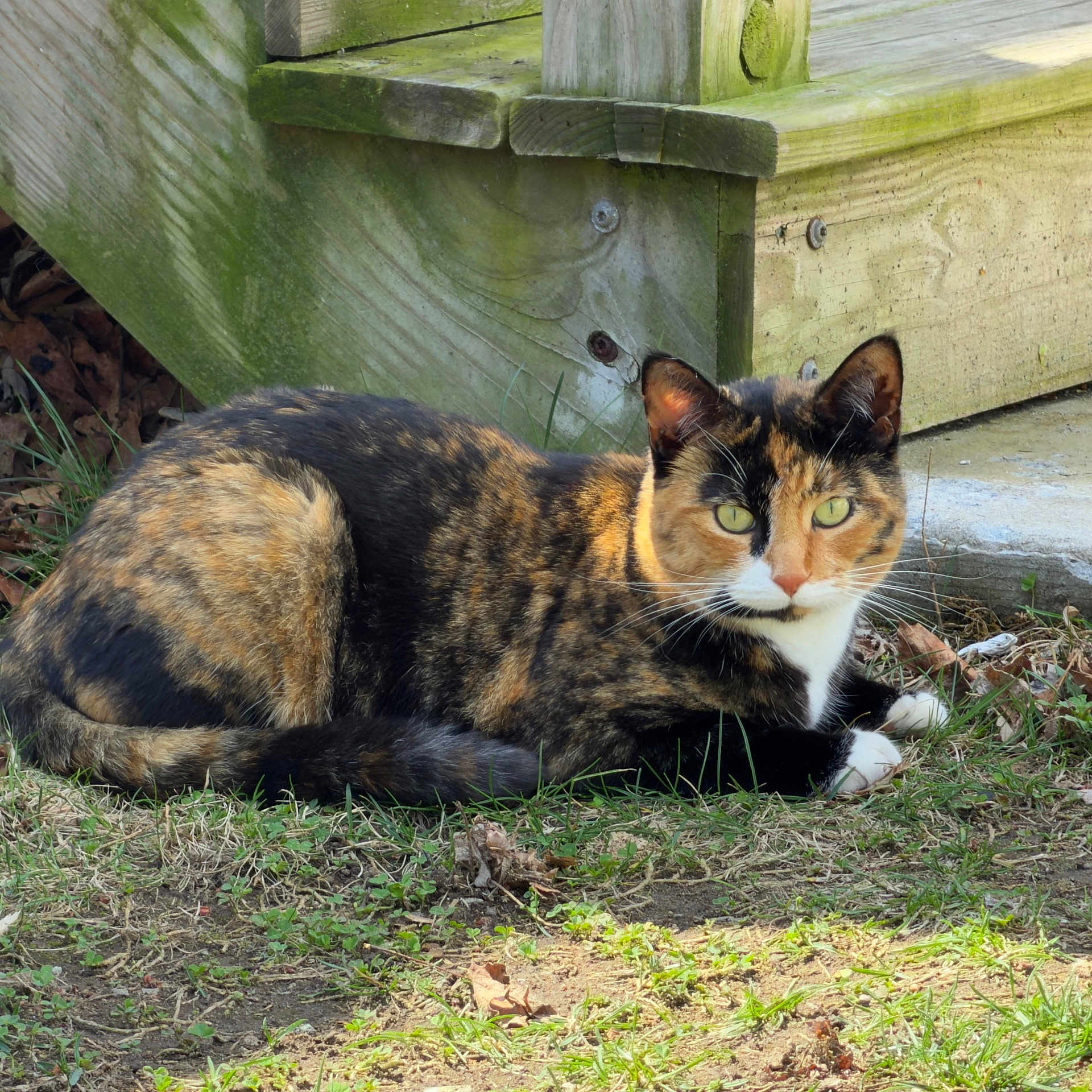 Luna is registered to the contest to win money with this photo: cat, calico_cat, animal, outdoor, grass, wood, sunlight, nature, pet, feline, resting, greenery, closeup, whiskers, ears, eyes, fur, mammal, daylight, relaxing