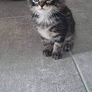 Kirikou a rejoint le concours — aidez-le/la à gagner de superbes lots ! kitten, cat, animal, pet, floor, tile, indoor, curious, small, fur, whiskers, ears, eyes, background, red, car_toy, phone_screenshot, screen_ui, date, icons