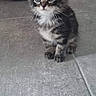 kitten, cat, animal, pet, floor, tile, indoor, curious, small, fur, whiskers, ears, eyes, background, red, car_toy, phone_screenshot, screen_ui, date, icons