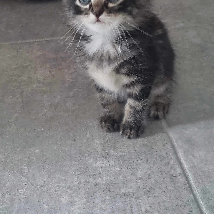 Kirikou a rejoint le concours — aidez-le/la à gagner de superbes lots ! kitten, cat, animal, pet, floor, tile, indoor, curious, small, fur, whiskers, ears, eyes, background, red, car_toy, phone_screenshot, screen_ui, date, icons