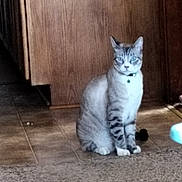 Kiek joined the competition — help win amazing prizes! alert, animal, blue_eyes, cat, collar, curious, domestic_cat, feline, floor, fur, household, indoor, looking, paws, pet, sitting, striped, tile_floor, whiskers, wooden_cabinet