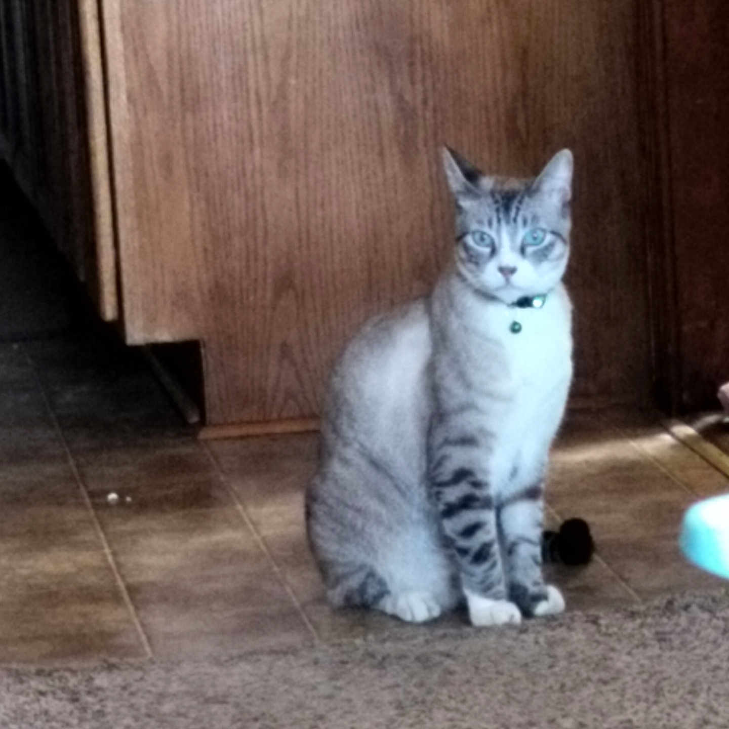 Kiek joined the competition — help win amazing prizes! alert, animal, blue_eyes, cat, collar, curious, domestic_cat, feline, floor, fur, household, indoor, looking, paws, pet, sitting, striped, tile_floor, whiskers, wooden_cabinet