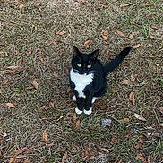 Ava is registered to the contest to win money with this photo: cat, black_and_white, animal, grass, dry_grass, leaves, outdoor, nature, pet, feline, tail, ears, whiskers, sitting, looking_up, ground, daylight, curious, wildlife, closeup