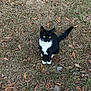 cat, black_and_white, animal, grass, dry_grass, leaves, outdoor, nature, pet, feline, tail, ears, whiskers, sitting, looking_up, ground, daylight, curious, wildlife, closeup