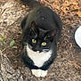 Ava is registered to the contest to win money with this photo: cat, tuxedo_cat, animal, outdoor, soil, leaves, tree_bark, paws, yellow_eyes, pet, feline, whiskers, nature, ground, cute, fur, black_and_white, sitting, looking_up, curious
