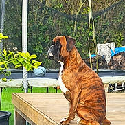 Pumba participe au concours pour gagner de l'argent avec cette photo : animal, backyard, basketball, boxer, brindle, canine, daylight, dog, fence, garden, greenery, leisure, mammal, outdoor, pet, plant, sitting, trampoline, tree, wooden_deck