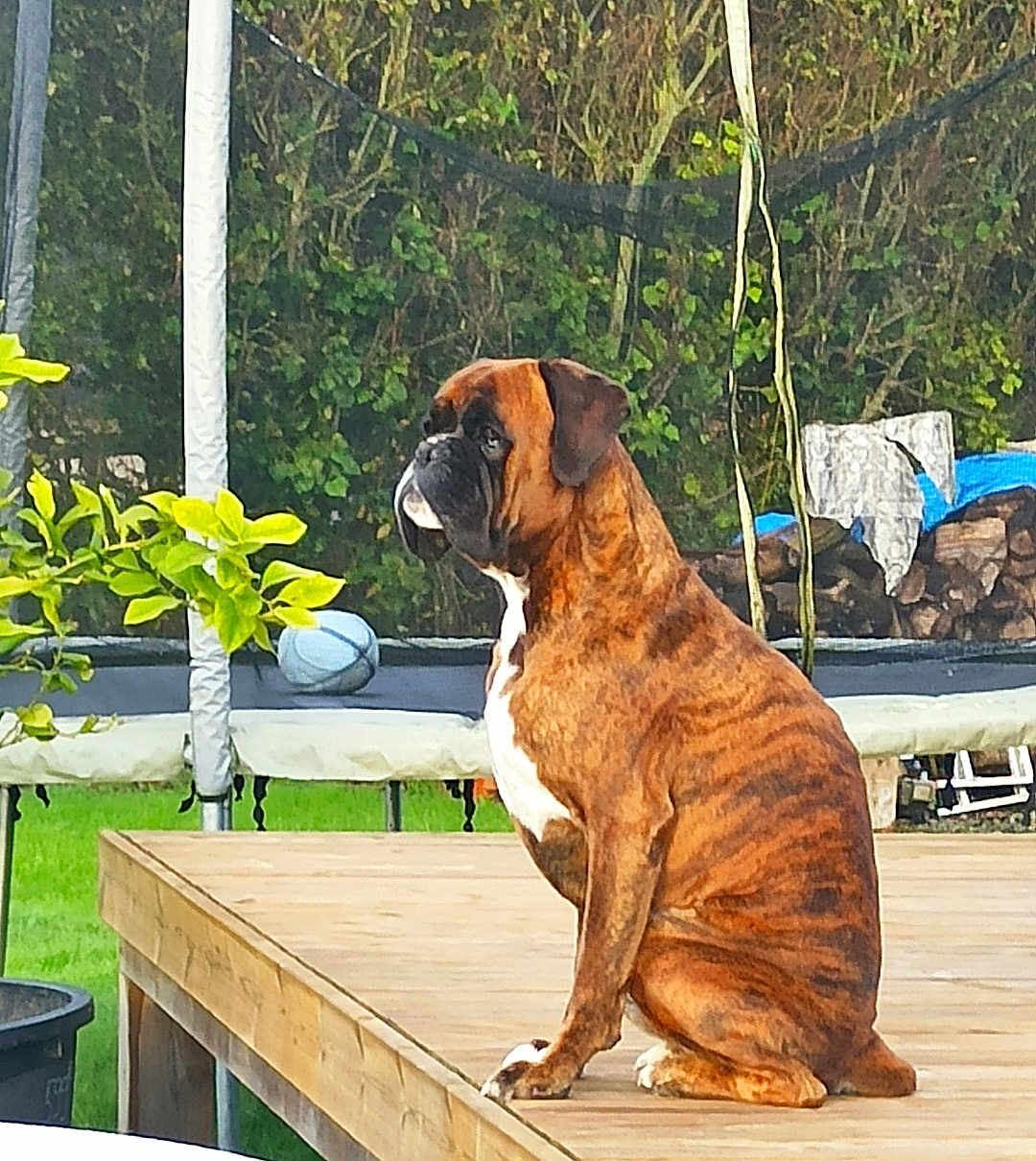 Pumba