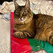 Mario is registered to the contest to win money with this photo: bed, blanket, cat, closeup, cozy, ears, feline, fur, green, green_eyes, home_interior, indoor, paw, pet, portrait, red, resting, tabby_cat, whiskers, wrapping_paper