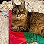 bed, blanket, cat, closeup, cozy, ears, feline, fur, green, green_eyes, home_interior, indoor, paw, pet, portrait, red, resting, tabby_cat, whiskers, wrapping_paper