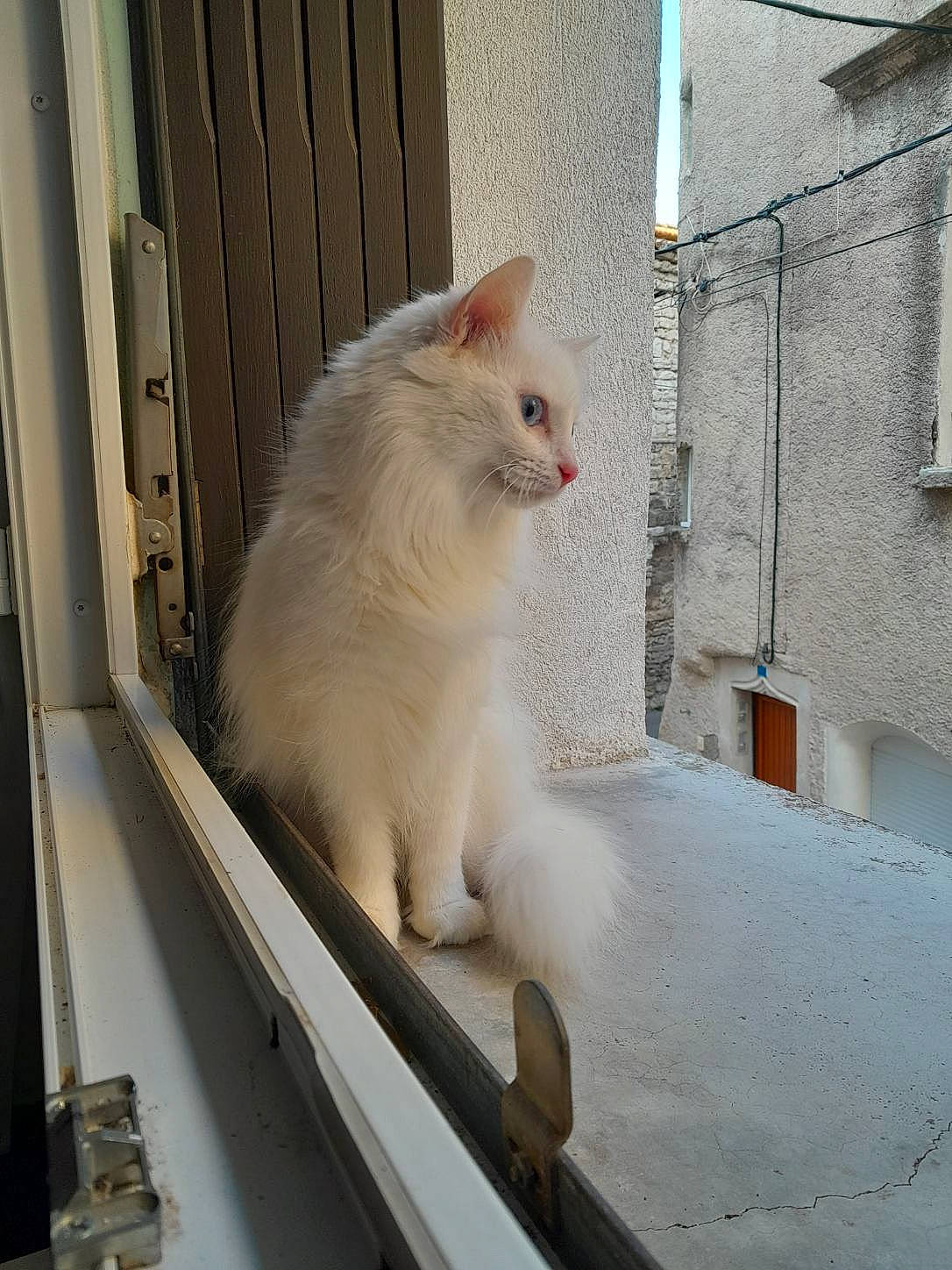 Alaska participe au concours pour gagner de l'argent avec cette photo : carnivore, cat, composite_material, concrete, daylighting, domestic_short_haired_cat, fawn, felidae, fur, metal, small_to_medium_sized_cats, snout, tail, whiskers, window, wood