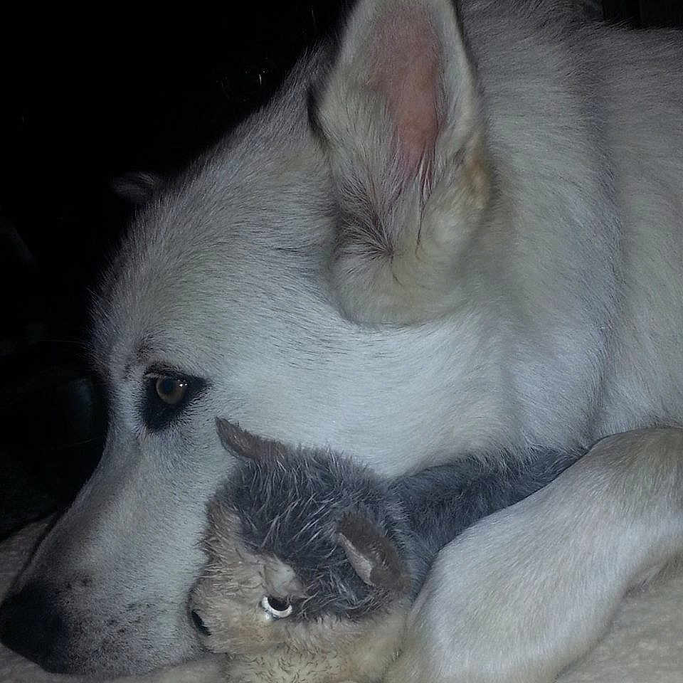 Mishka joined the competition — help win amazing prizes! berger_blanc_suisse, canidae, carnivore, czechoslovakian_wolfdog, dog, dog_breed, greenland_dog, indian_spitz, labrador_husky, mammal, non_sporting_group, norwegian_buhund, norwegian_elkhound, nose, saarloos_wolfdog, siberian_husky, snout, vertebrate, white_shepherd, wolfdog