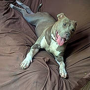 Bug joined the competition — help win amazing prizes! dog, canine, pet, animal, brown_couch, indoor, relaxed, tongue_out, smiling, resting, fur, paw, ears, collar, happy, comfort, laying_down, cute, friendly, domestic