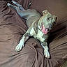 dog, canine, pet, animal, brown_couch, indoor, relaxed, tongue_out, smiling, resting, fur, paw, ears, collar, happy, comfort, laying_down, cute, friendly, domestic