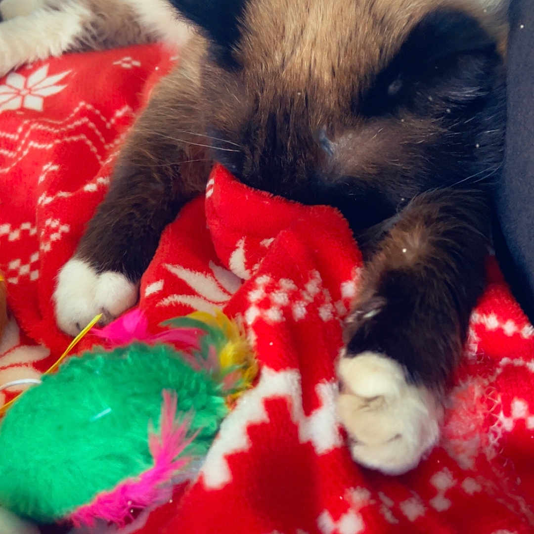 Mimine a rejoint le concours — aidez-le/la à gagner de superbes lots ! abyssinian, accessories, animal, blanket, cat, couch, featherboa, furniture, homedecor, kitten, linen, manx, person, pet, plush, quilt, siamese, sleeping, towel, toy