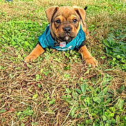 Rex joined the competition — help win amazing prizes! animal, brown, collar, cute, dog, ears, eyes, grass, greenery, jersey, looking_at_camera, lying_down, nature, nose, outdoor, pet, playful, puppy, small, young