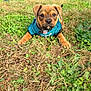 animal, brown, collar, cute, dog, ears, eyes, grass, greenery, jersey, looking_at_camera, lying_down, nature, nose, outdoor, pet, playful, puppy, small, young