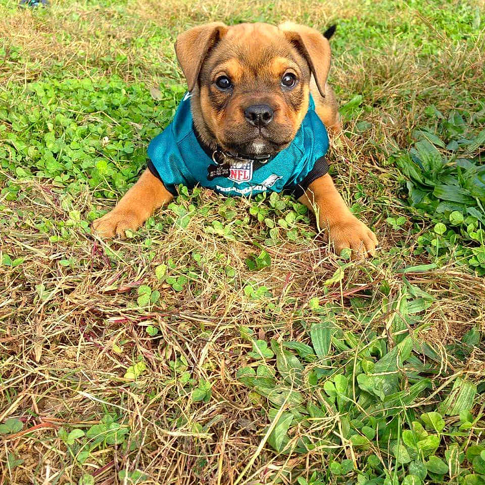 Rex