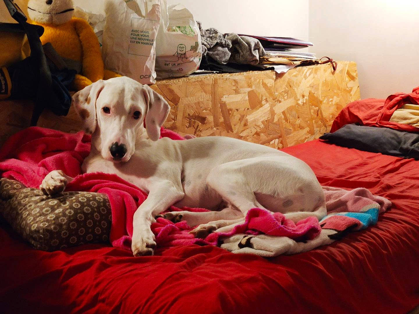 Miyuki a rejoint le concours — aidez-le/la à gagner de superbes lots ! canidae, carnivore, companion_dog, dog, dog_breed, furniture, mammal, mudhol_hound, puppy, saluki, vertebrate, whippet