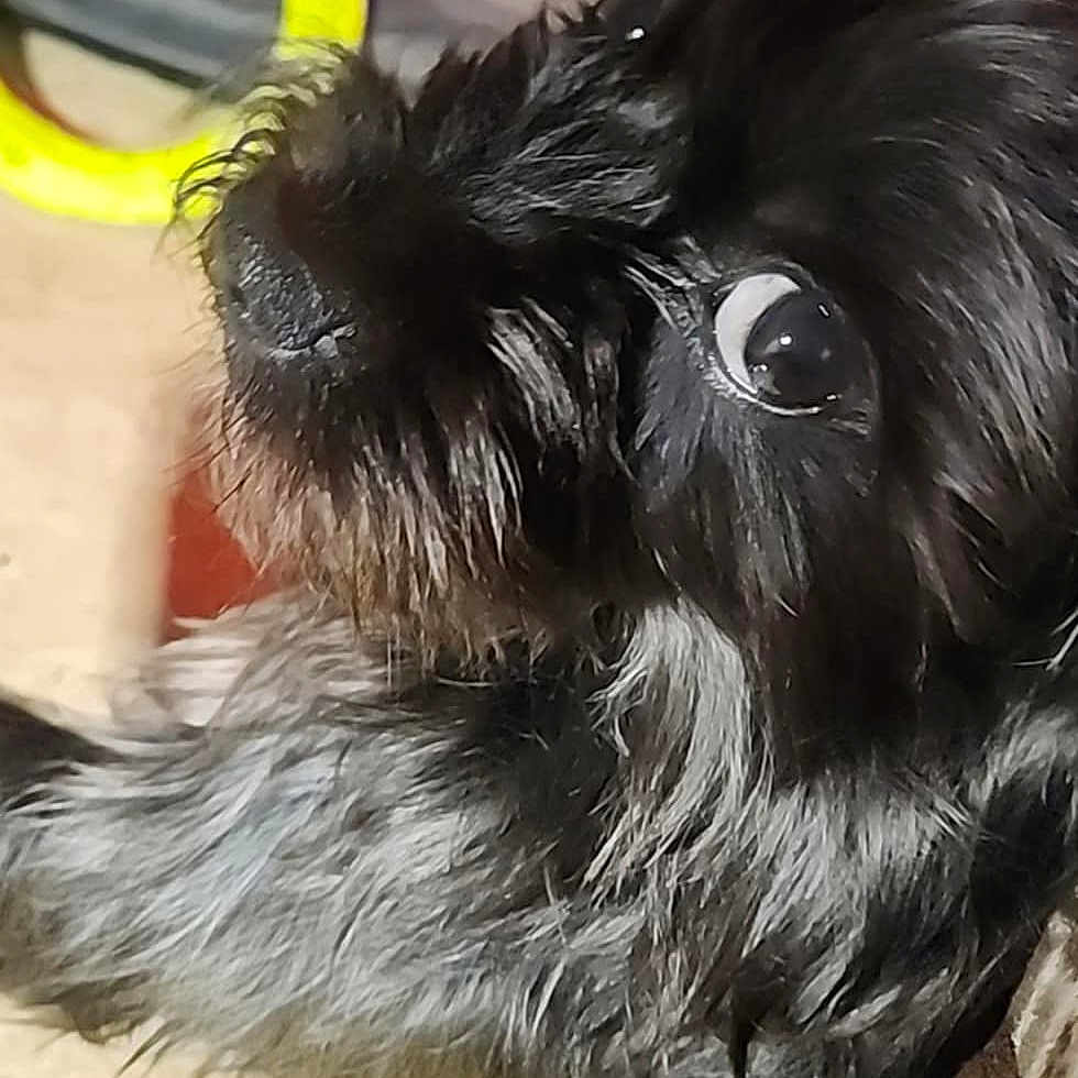 Milo joined the competition — help win amazing prizes! animal, attention, background_blur, black_dog, canine, close_up, companion, curious, cute, dog, domestic, fluffy_fur, fur_texture, indoor, looking, pet, portrait, side_view, toy, yellow_ring