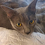 Simba a rejoint le concours — aidez-le/la à gagner de superbes lots ! animal, cat, close_up, cozy, cute, domestic_cat, face, feline, fur, gray_cat, indoor, pet, portrait, quilt, relaxed, resting, soft, texture, whiskers, yellow_eyes