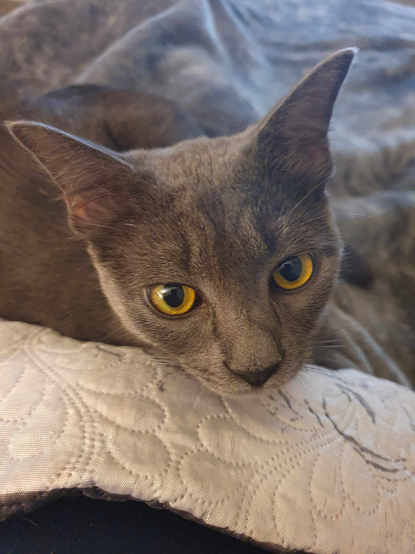 Simba