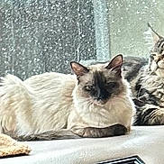 Meowmeowkittykitty is registered to the contest to win money with this photo: cat, cats, pet, feline, fluffy, long_hair, short_hair, window, windowsill, indoors, sunlight, curtain, relaxed, sitting, lounging, portrait, blue_eyes, tabby, white_fur, home