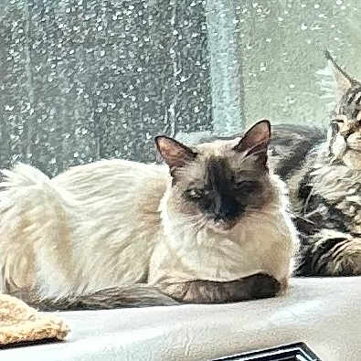 Meowmeowkittykitty is registered to the contest to win money with this photo: cat, cats, pet, feline, fluffy, long_hair, short_hair, window, windowsill, indoors, sunlight, curtain, relaxed, sitting, lounging, portrait, blue_eyes, tabby, white_fur, home