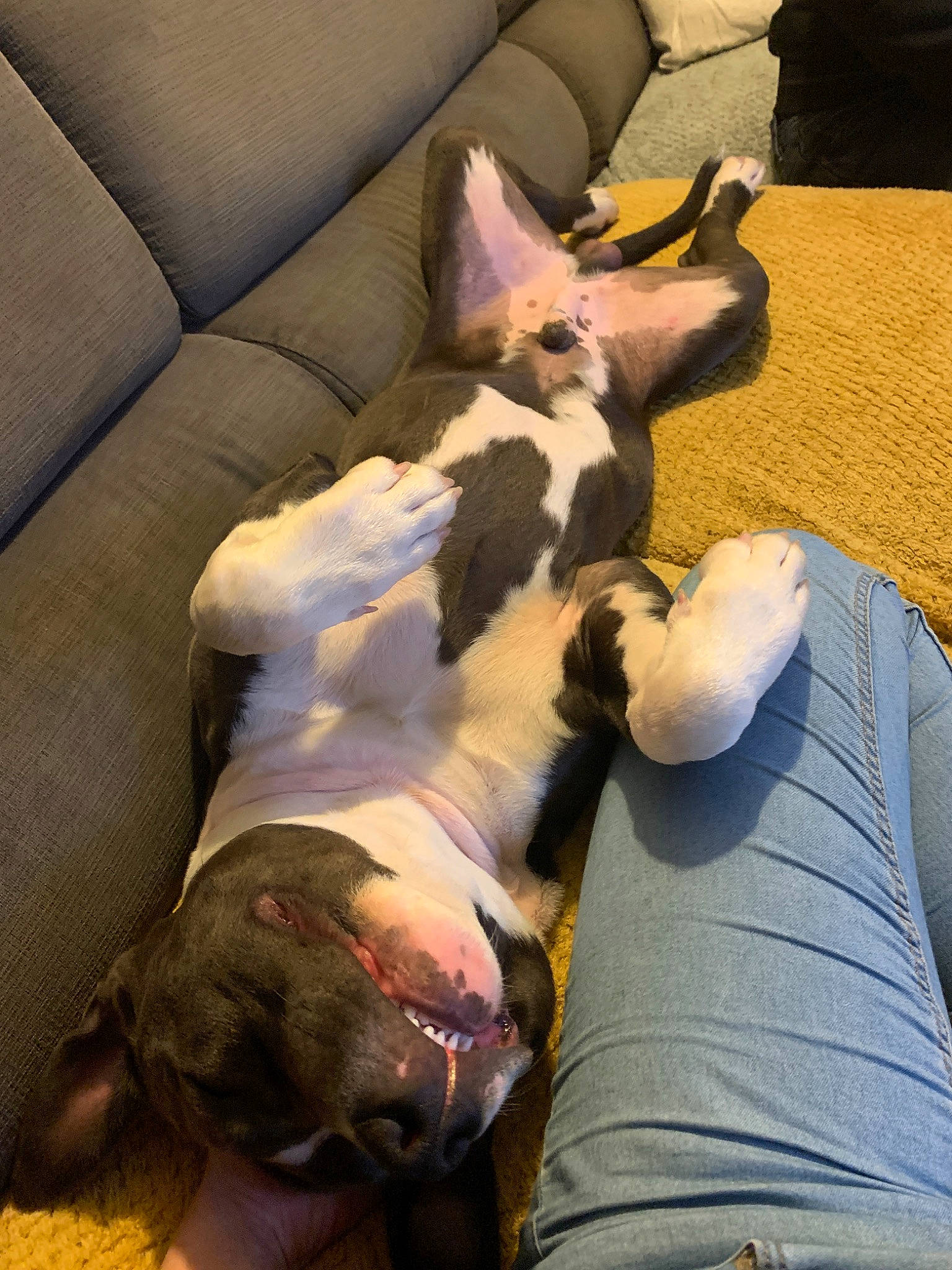 Ayron a rejoint le concours — aidez-le/la à gagner de superbes lots ! american_bulldog, boston_terrier, bull_terrier, bull_terrier_miniature, bulldog, canidae, carnivore, dog, dog_breed, ear, fawn, french_bulldog, leg, nap, non_sporting_group, paw, pit_bull, puppy, sleep, snout