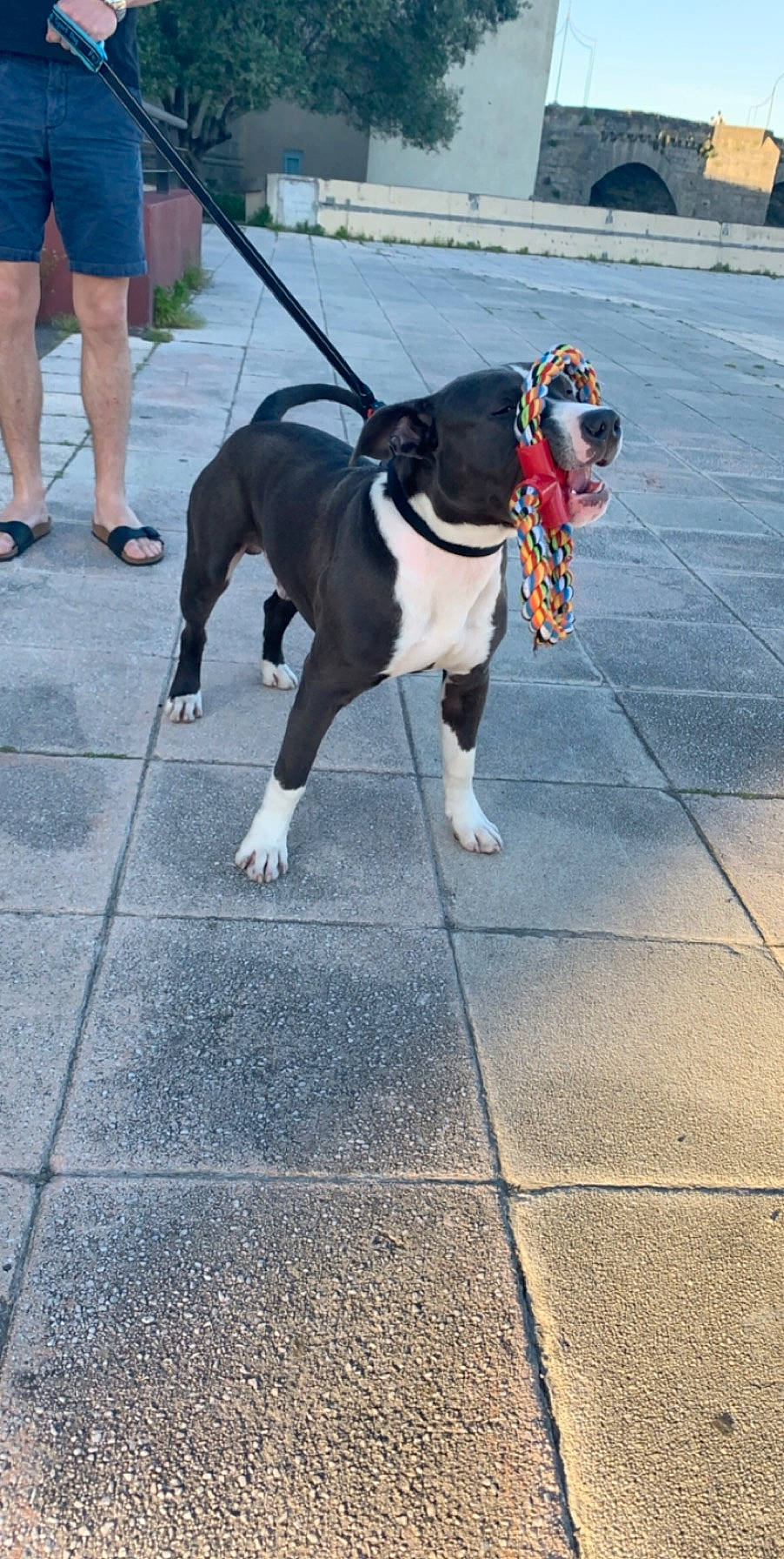 Ayron participe au concours pour gagner de l'argent avec cette photo : american_bulldog, american_pit_bull_terrier, american_staffordshire_terrier, canidae, carnivore, collar, dog, dog_breed, dog_walking, fawn, leash, mammal, non_sporting_group, pit_bull, snout, sporting_group, tail, vertebrate
