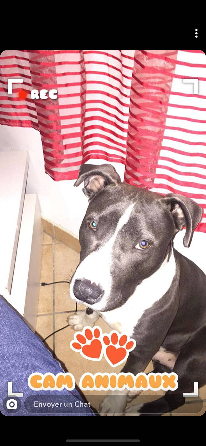 Ayron participe au concours pour gagner de l'argent avec cette photo : american_pit_bull_terrier, american_staffordshire_terrier, canidae, carnivore, dog, dog_breed, fawn, mammal, non_sporting_group, pit_bull, snout, vertebrate