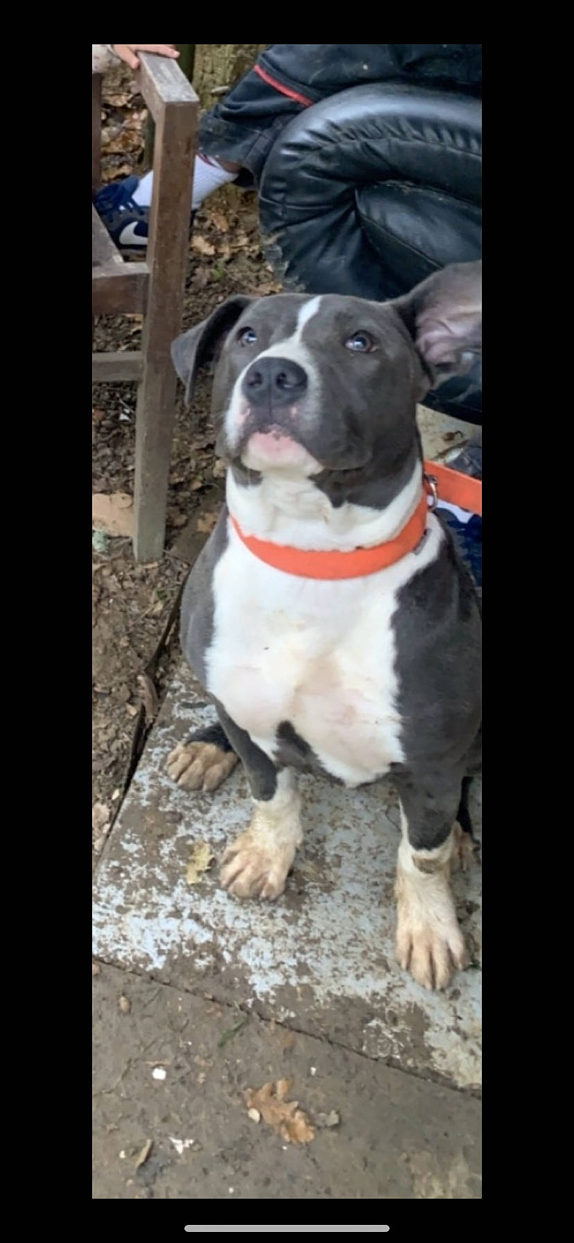 Ayron participe au concours pour gagner de l'argent avec cette photo : american_pit_bull_terrier, american_staffordshire_terrier, bandog, bull_and_terrier, bully_kutta, canidae, carnivore, dog, dog_breed, fawn, mammal, non_sporting_group, pit_bull, rare_breed_dog, snout, staffordshire_bull_terrier, terrier, vertebrate