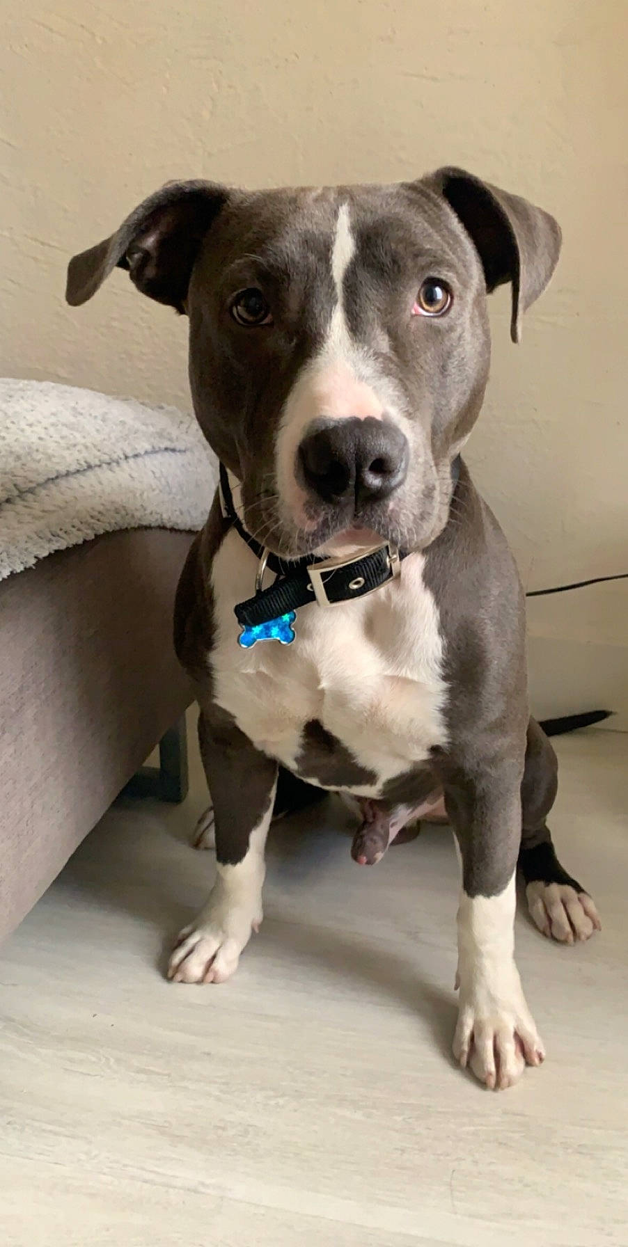 Ayron a rejoint le concours — aidez-le/la à gagner de superbes lots ! american_pit_bull_terrier, american_staffordshire_terrier, bull_and_terrier, canidae, carnivore, dog, dog_breed, fawn, mammal, non_sporting_group, nose, old_english_terrier, pit_bull, rare_breed_dog, snout, sporting_group, staffordshire_bull_terrier, terrier, vertebrate, whiskers