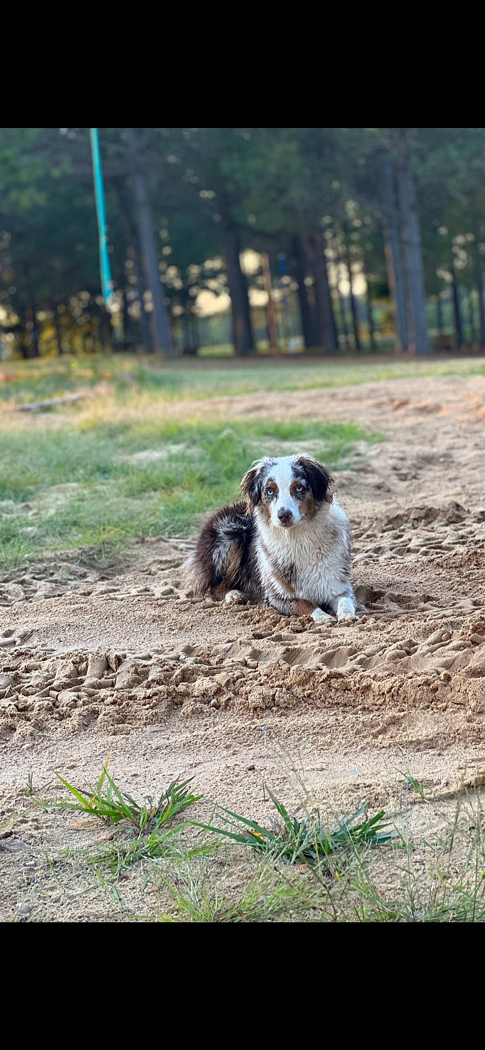 Millie May joined the competition — help win amazing prizes! australian_cattle_dog, canidae, carnivore, companion_dog, dog, dog_breed, ferret, field, fur, grass, landscape, mustelidae, plant, snout, soil, sporting_group, tail, terrestrial_animal, tree, whiskers