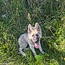 dog, puppy, german_shepherd, grass, greenery, outdoor, nature, wild_plants, tongue_out, happy, sunlight, ears, pet, animal, cute, sitting, summer, young, canine, playful