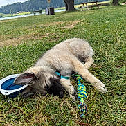 Auslo a rejoint le concours — aidez-le/la à gagner de superbes lots ! puppy, dog, sleeping, grass, toy, rope_toy, water_bowl, outdoor, park, nature, tree, lake, bench, picnic_table, collar, daytime, cloudy_sky, greenery, relaxation, summer