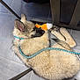 dog, puppy, leash, toy, floor, tile, resting, indoor, furniture, chair, table, fur, pet, domestic_animal, animal, sleeping, paw, footwear, calm, cozy