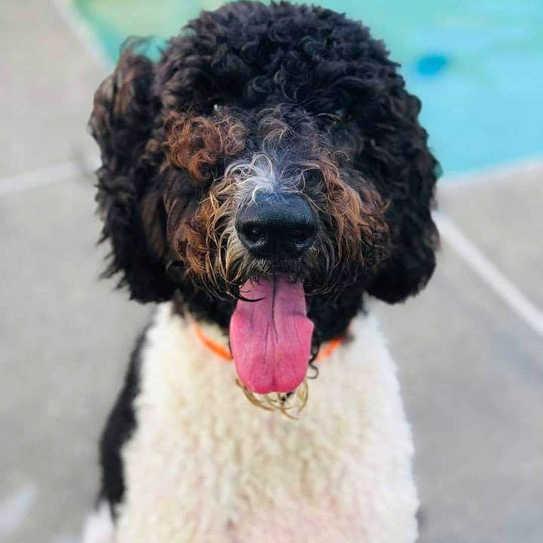 Bellamy joined the competition — help win amazing prizes! barbet, canidae, carnivore, companion_dog, dog, dog_breed, labradoodle, lagotto_romagnolo, mammal, miniature_poodle, poodle, poodle_crossbreed, portuguese_water_dog, rare_breed_dog, spaniel, spanish_water_dog, sporting_group, standard_poodle, vertebrate, water_dog