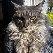 Leoknightus joined the competition — help win amazing prizes! cat, gray_cat, fluffy, long_hair, yellow_eyes, close_up, pet, feline, whiskers, paws, indoor, sunlight, window, cozy, resting, portrait, animal, cute, domestic_cat, relaxed