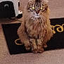 cat, tabby_cat, long_hair, pet, indoor, carpet, doormat, heater, sitting, fur, whiskers, yellow_eyes, portrait, looking_at_camera, close_up, home_interior, mat, feline, cute, curious