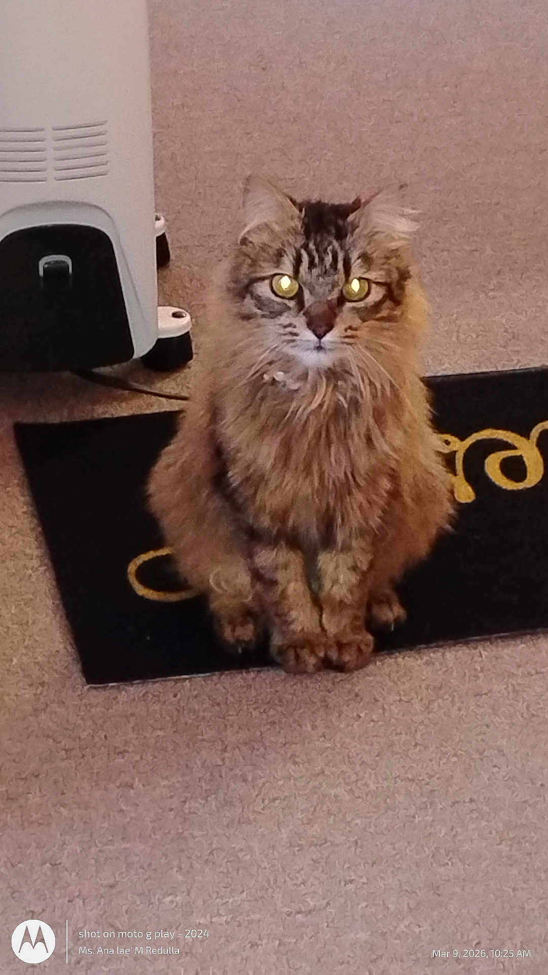 Buttercup joined the competition — help win amazing prizes! cat, tabby_cat, long_hair, pet, indoor, carpet, doormat, heater, sitting, fur, whiskers, yellow_eyes, portrait, looking_at_camera, close_up, home_interior, mat, feline, cute, curious