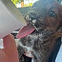 Milo is registered to the contest to win money with this photo: puppy, dog, close_up, licking, cup, hand, fur, brindle, tongue, nose, person, window, tree, green_leaves, daylight, car_interior, pet, cute, young_animal, animal