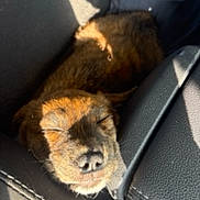 Milo joined the competition — help win amazing prizes! puppy, dog, sleeping, car_interior, sunlight, cozy, black_and_brown_fur, pet, close_up, resting, seat, leather_seat, animal, cute, adorable, relaxation, daylight, shadows, small_dog, nap