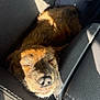 puppy, dog, sleeping, car_interior, sunlight, cozy, black_and_brown_fur, pet, close_up, resting, seat, leather_seat, animal, cute, adorable, relaxation, daylight, shadows, small_dog, nap