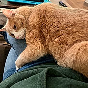 Little One joined the competition — help win amazing prizes! cat, orange_cat, pet, feline, lap, indoor, cozy, relaxed, fur, whiskers, ear, person, clothing, jeans, green_shirt, wooden_floor, table, keyboard, remote_control, home