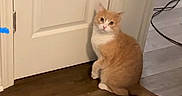 Little One joined the competition — help win amazing prizes! animal, cat, curious, domestic_cat, door, ears, feline, flooring, fur, home, household, indoor, looking_up, orange_cat, pet, sitting, tail, whiskers, white_cat, wooden_floor