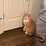 cat, orange_cat, white_cat, indoor, wooden_floor, door, pet, animal, curious, sitting, looking_up, flooring, household, domestic_cat, feline, whiskers, tail, ears, fur, home