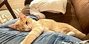 Little One is registered to the contest to win money with this photo: cat, orange_cat, white_cat, pet, indoor, couch, blanket, person, lap, relaxed, sleepy, feline, fur, resting, cozy, jeans, living_room, comfort, domestic_animal, home