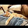 cat, orange_cat, white_cat, pet, indoor, couch, blanket, person, lap, relaxed, sleepy, feline, fur, resting, cozy, jeans, living_room, comfort, domestic_animal, home